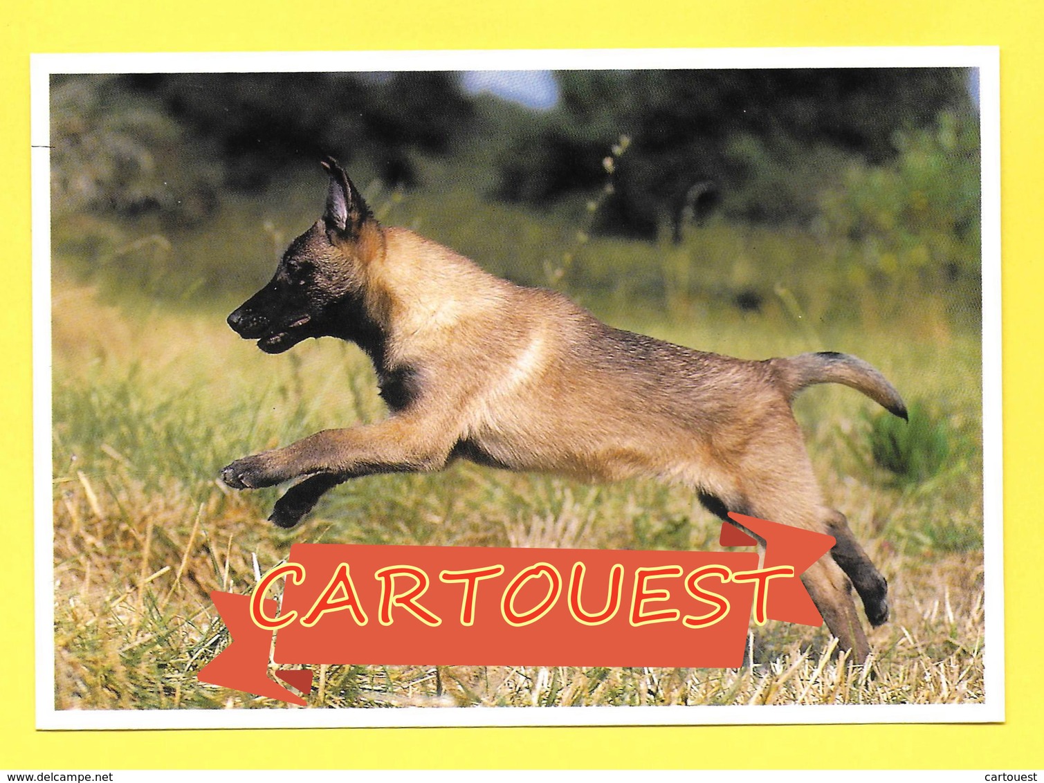 Chien - Hund - Dog ♥♥☺♣♣ BELGIAN Shepherd MALINOIS - CANE - - Chiens