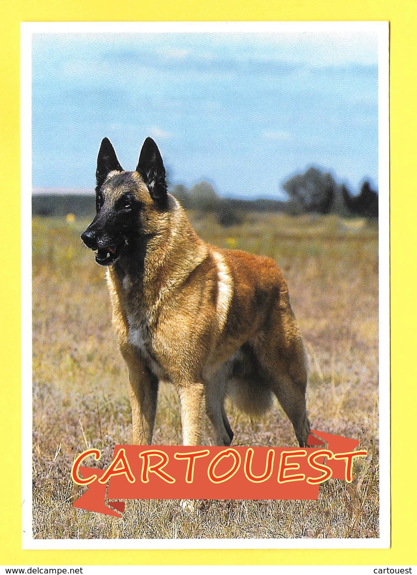 Chien - Hund - Dog ♥♥☺♣♣ BELGIAN Shepherd MALINOIS - CANE - - Chiens