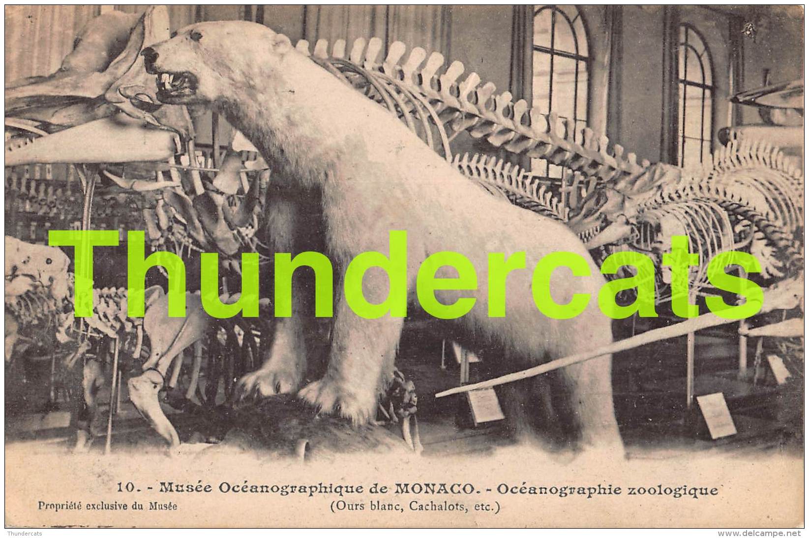 CPA  MUSEE OCEANOGRAPHIQUE DE MONACO OURS BLANC CACHALOTS POLAR BEAR - Musée Océanographique