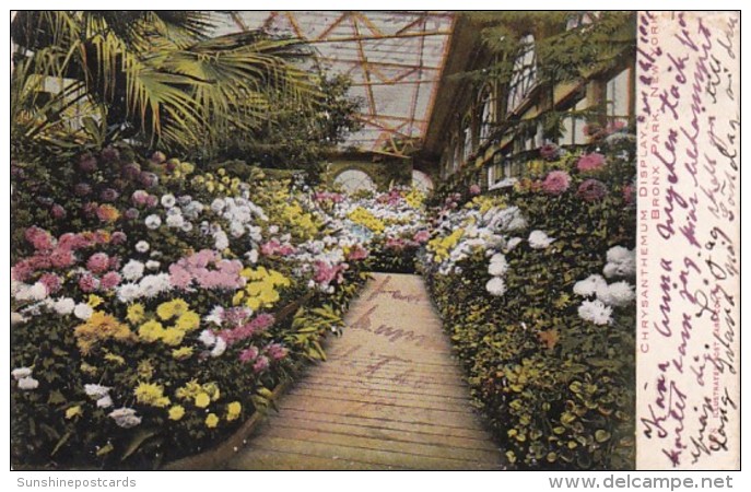 New York Bronx Park Chrysanthemum Display 1906 - Bronx