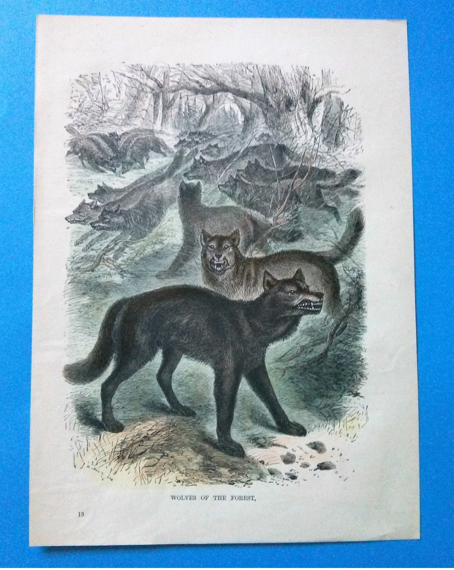 Wolves Of The Forest - Lithographies