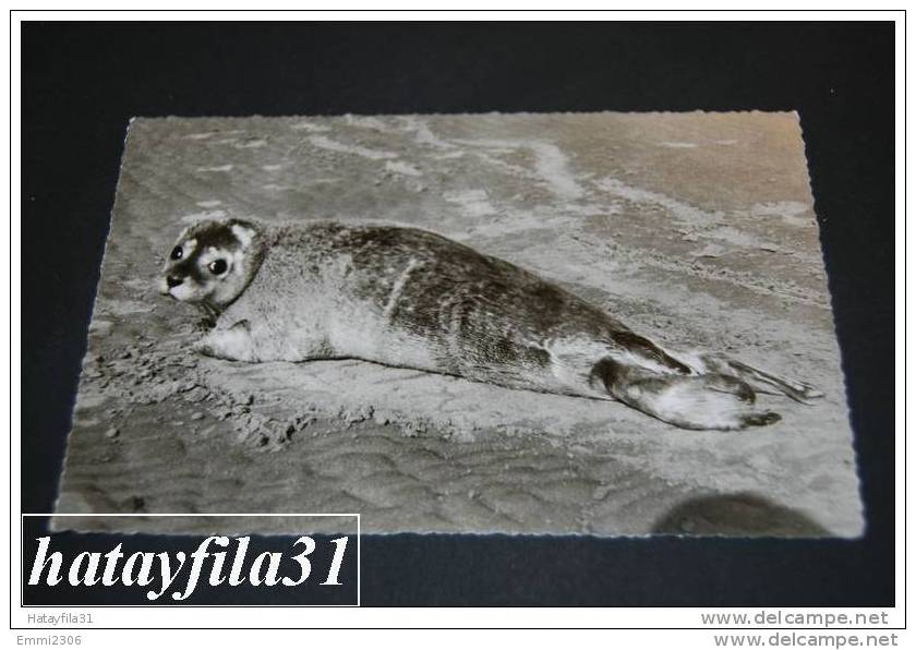 Juist Nordseebad  Seehund Am Strand  Gelaufen 1959 - Juist