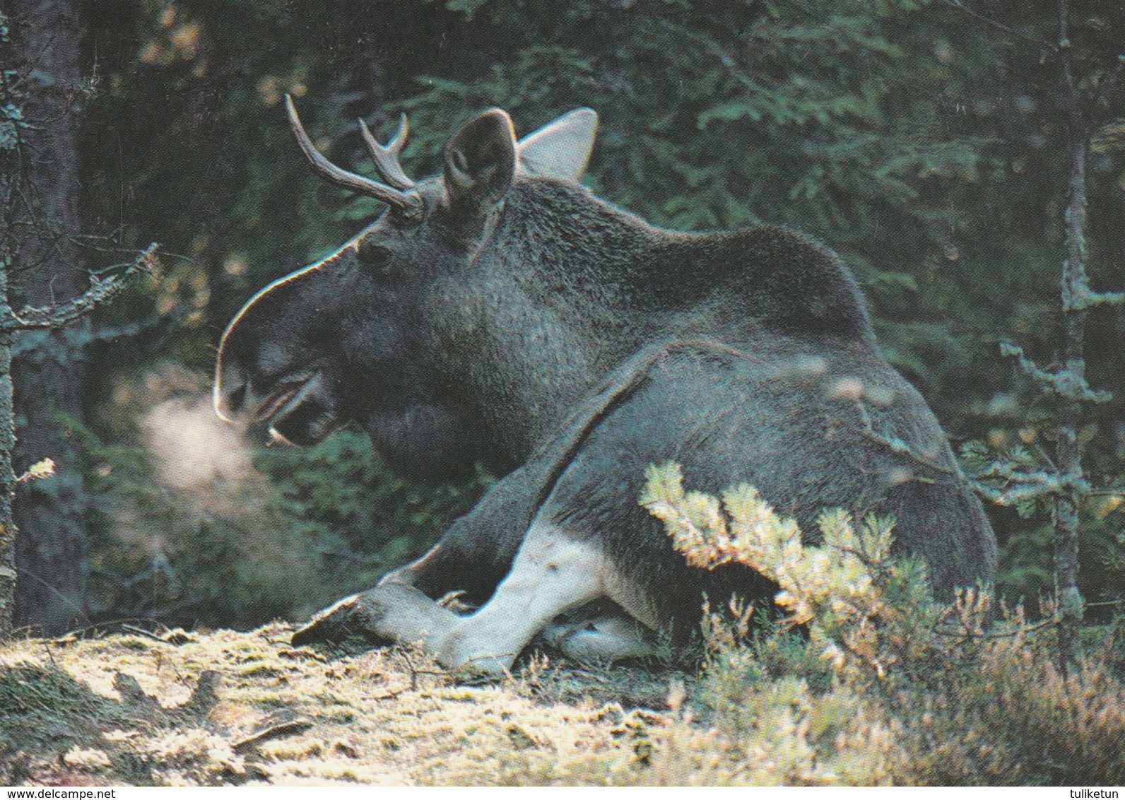 Moose - élan - Eland - Elch - Alce Americano - Alce - Animal - Animaux - Fauna - Faune - WWF Panda - Altri & Non Classificati