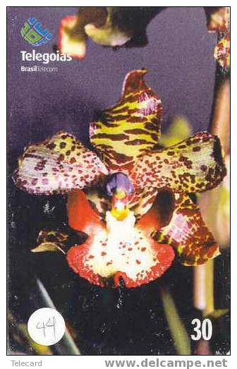 Télécarte ORCHID (44) Orchidée Orquídea Orchidee Brasil - Bloemen