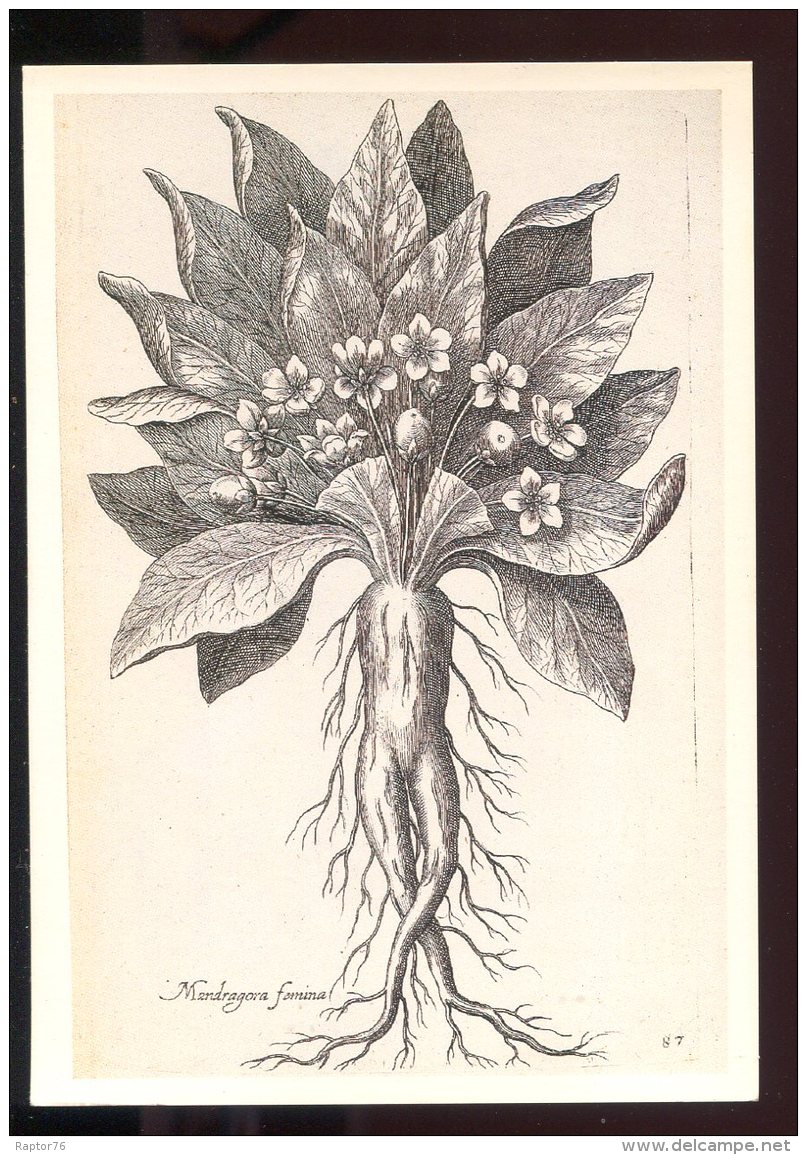 CPM Neuve Illustrateur T. De BRY Gravure D'après Nature Mandragora Fémina - Plantes Médicinales