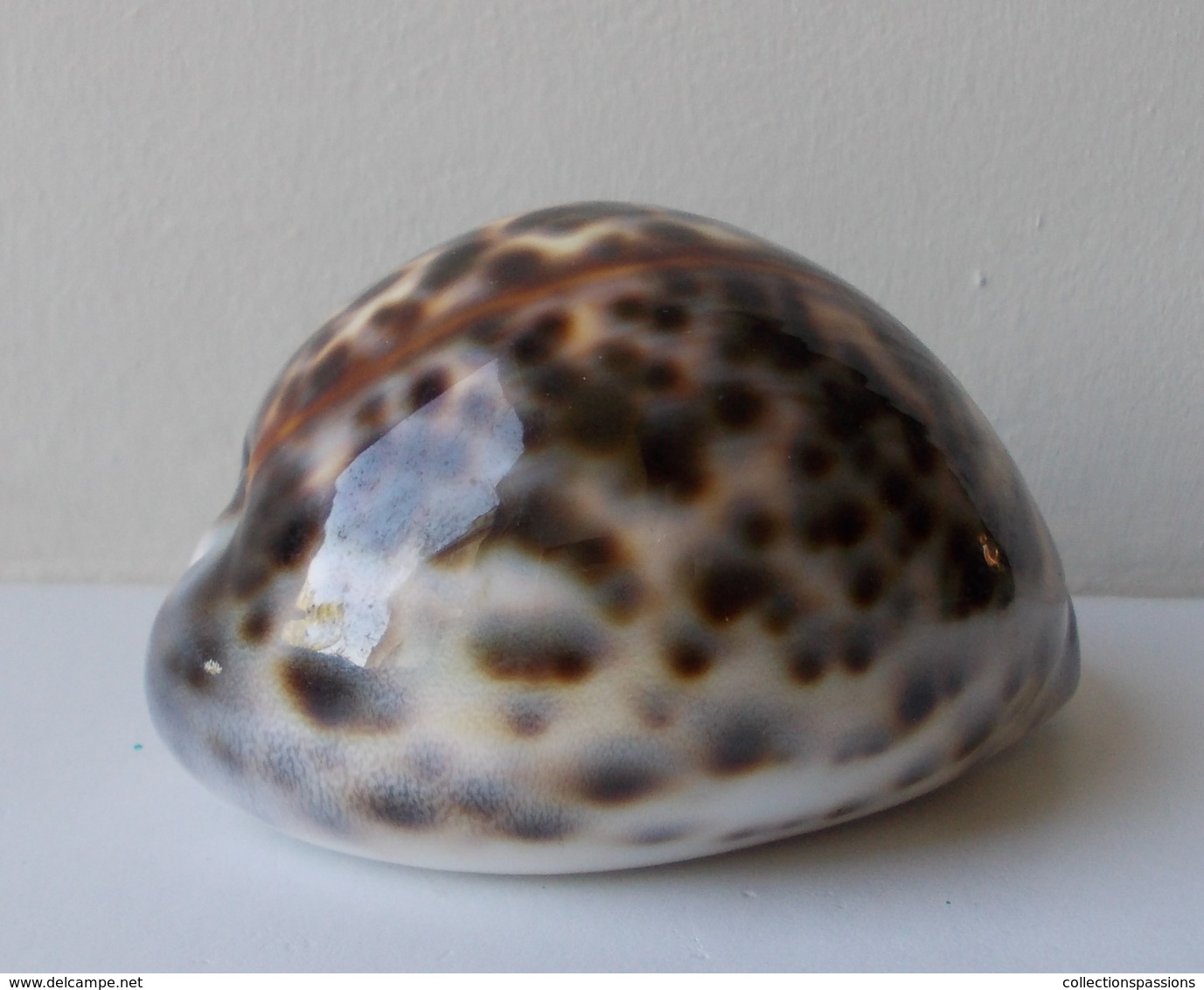 - Coquillage. Cypraea Tigris. 88mm - - Coquillages