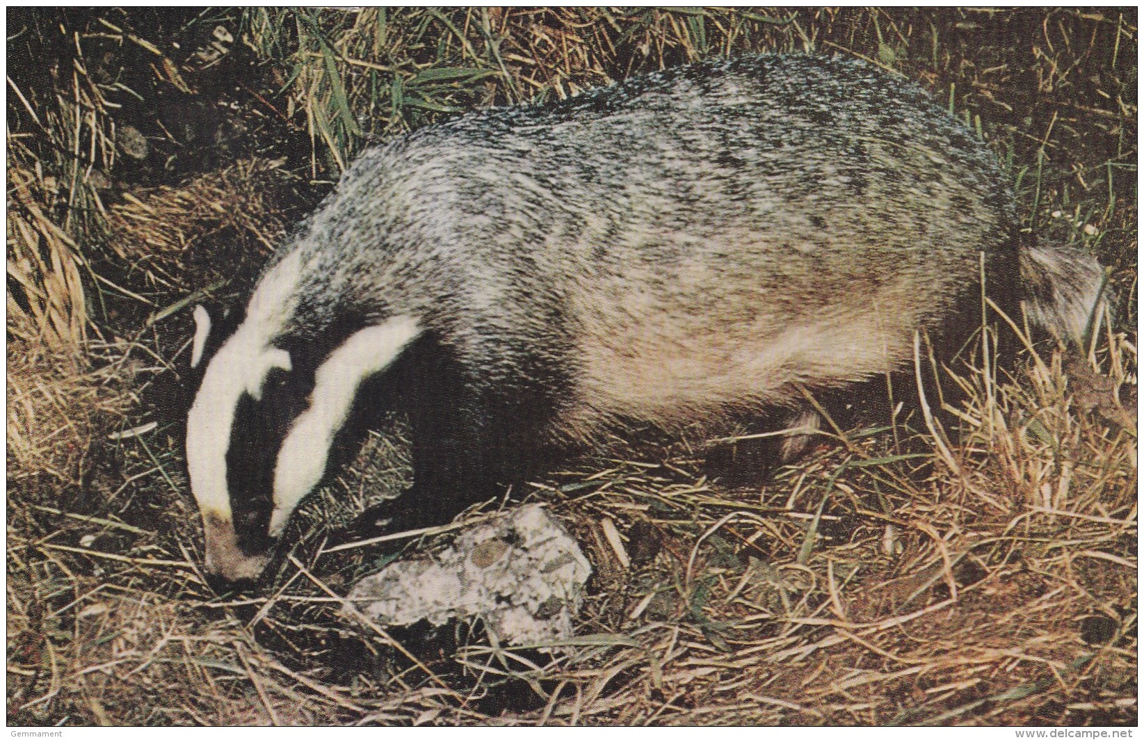 BADGER POSTCARD - Other & Unclassified