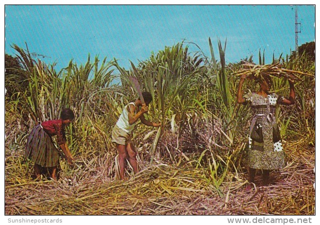 Antigua Natives Cutting Sugar Cane - Antigua En Barbuda
