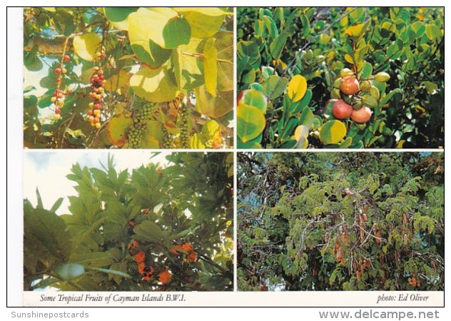 Cayman Islands Some Of The Local Tropical Fruits 1991 - Caïman (Iles)