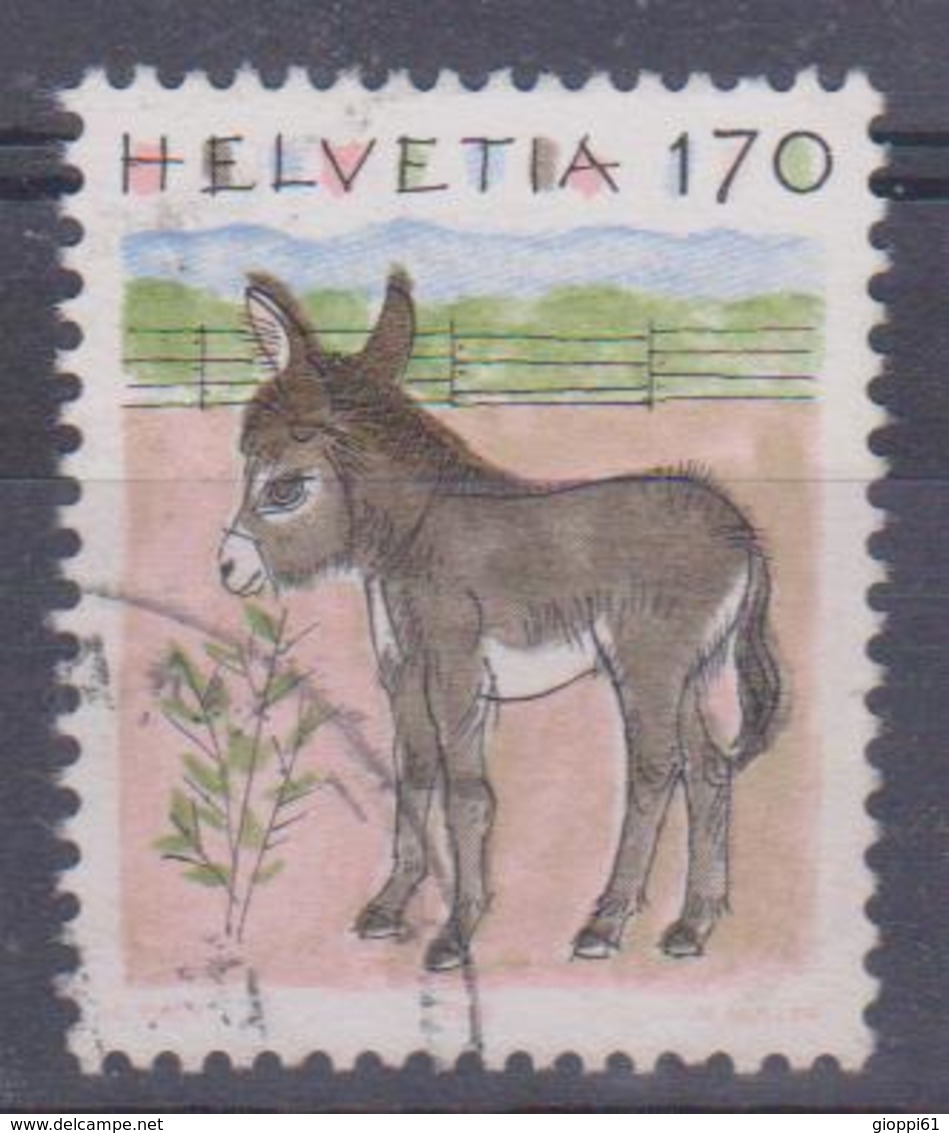 Svizzera - Asino - Donkeys
