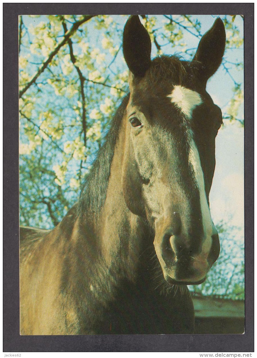 89586/ CHEVAL, CHEVAUX, Tête De Cheval - Chevaux