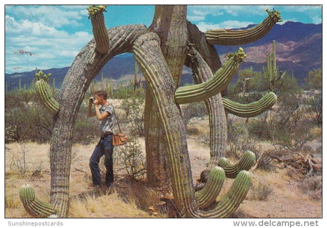 Giant Saguaro Cactus - Cactus