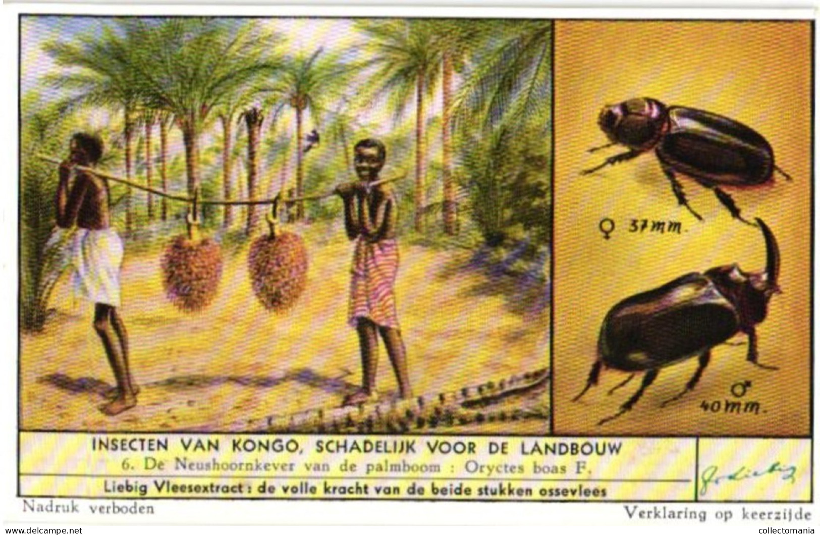 1668  INSECTEN VAN KONGO SCHADELIJK VOOR DE LANDBOUW - Insectes Du Congo Nuisibles ... Liebig Serie  –  Read Description - Liebig