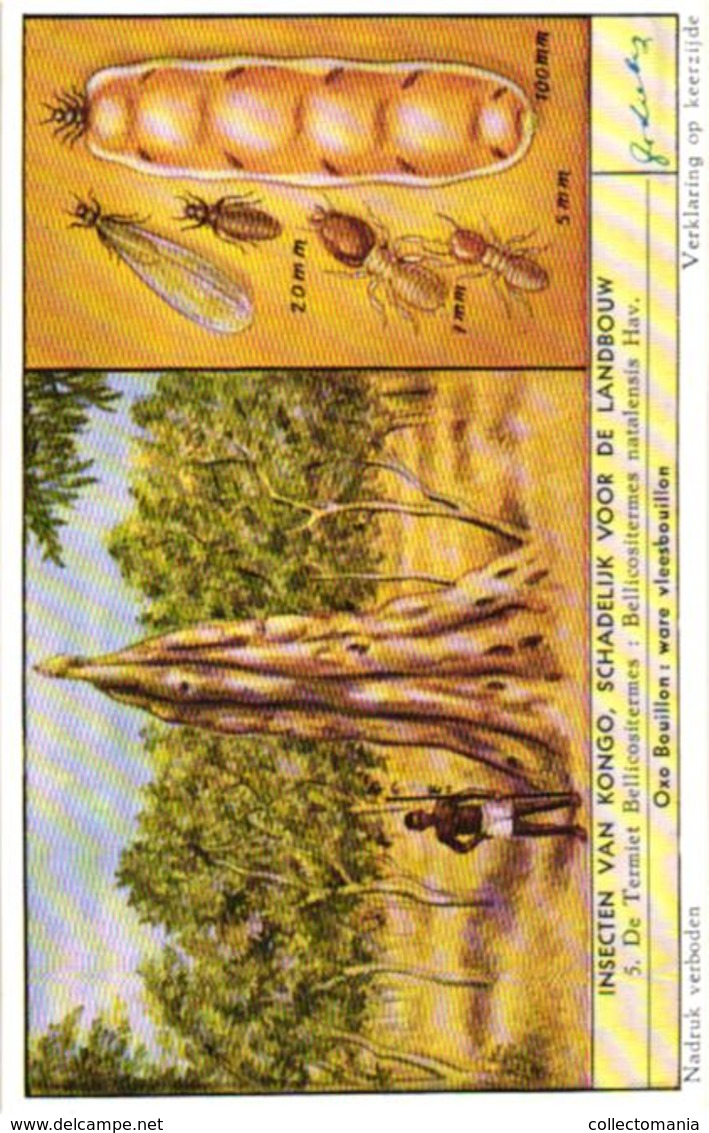 1668  INSECTEN VAN KONGO SCHADELIJK VOOR DE LANDBOUW - Insectes Du Congo Nuisibles ... Liebig Serie  –  Read Description - Liebig