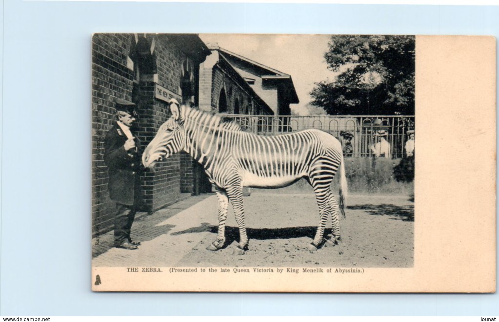 Zèbre - The Zebra - Presented To The Late Queen Victoria By King Menelik Of Abyssinia) - Zebras