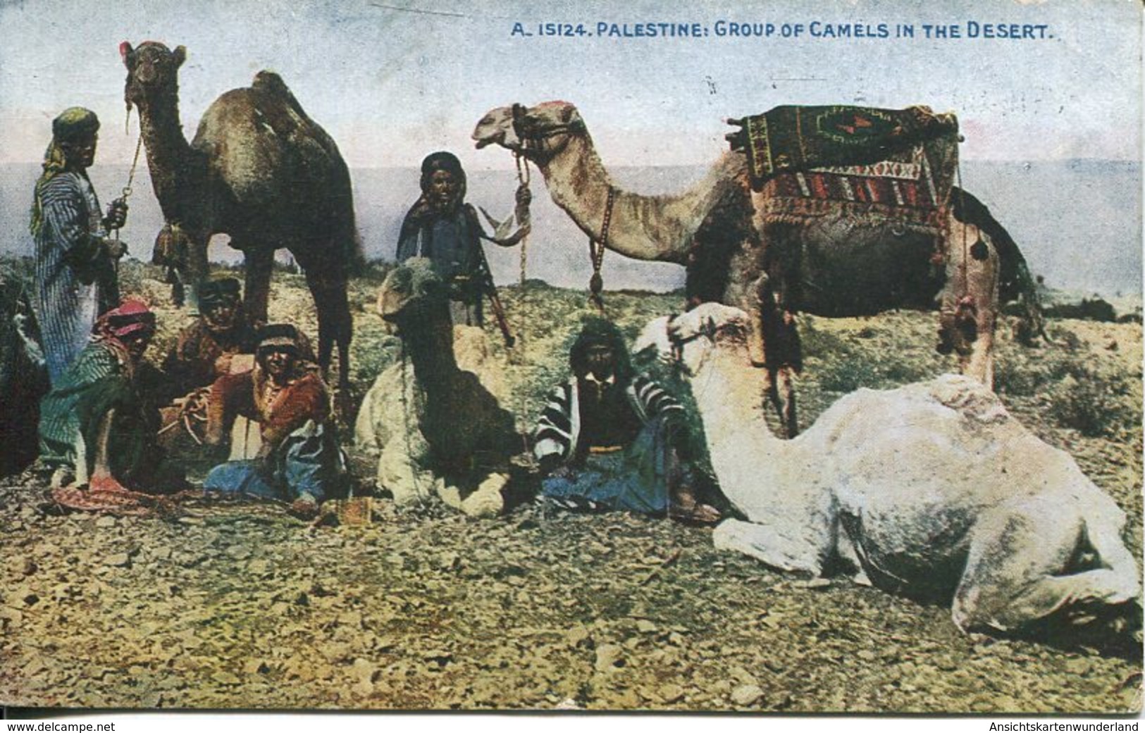 004351  Palestine - Group Of Camels In The Desert - Israel