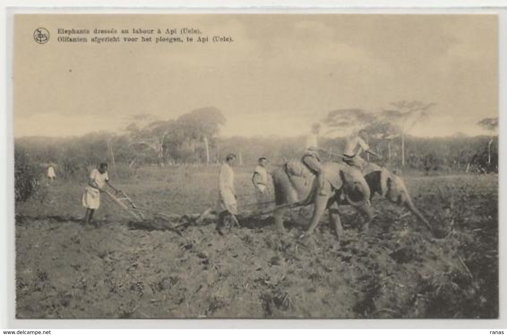 CPA éléphant ELEPHANT Api Uele Congo Non Circulé Métier - Belgian Congo