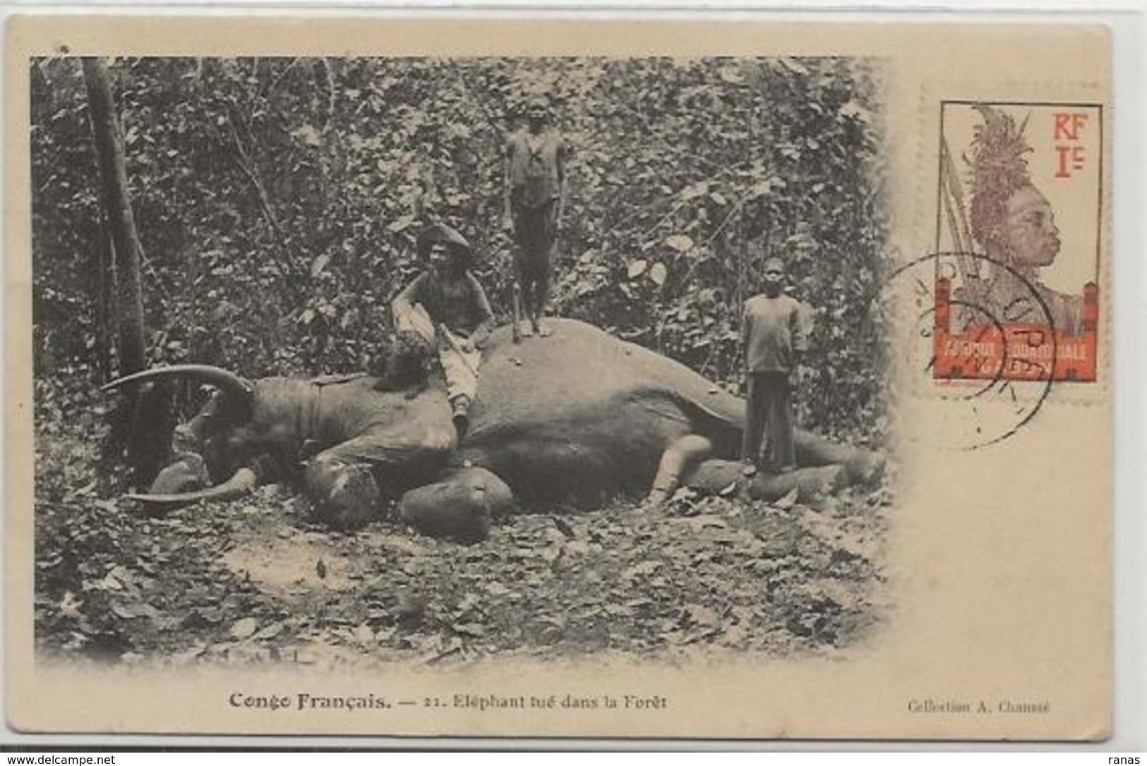 CPA Chasse Afrique Noire Chasseur éléphant Congo Français Timbrée Non Circulé - Congo Français