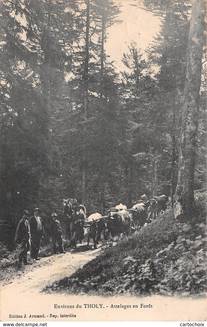 88 - Environs De Tholy - Attelages Animés En Forêt - Autres & Non Classés