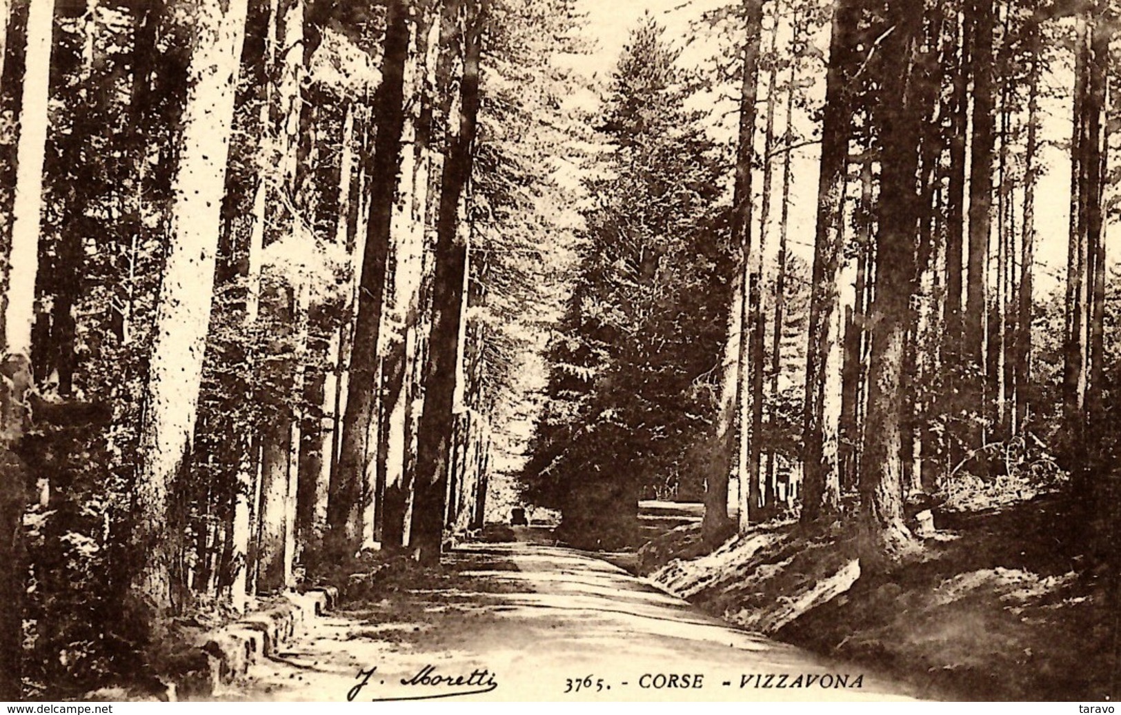 CORSE - La Route Traversant La Forêt De VIZZAVONA (VIVARIO) - Pins Laricio - Autres & Non Classés