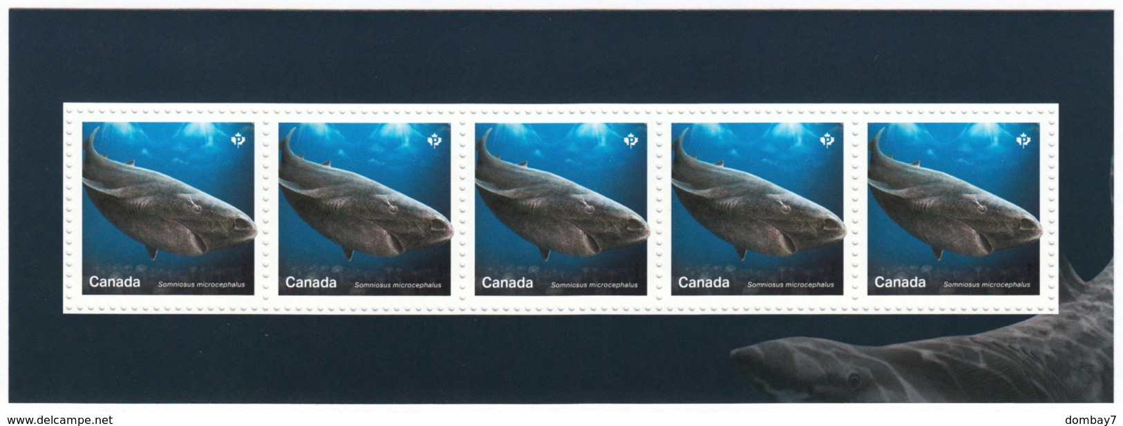 = SHARKS In Canadian Waters = HAIFISCH = REQUIN = Tiburón = SQUALO = 5 Souvenir Sheets From Uncut Sheet Canada 2018 - Maritiem Leven