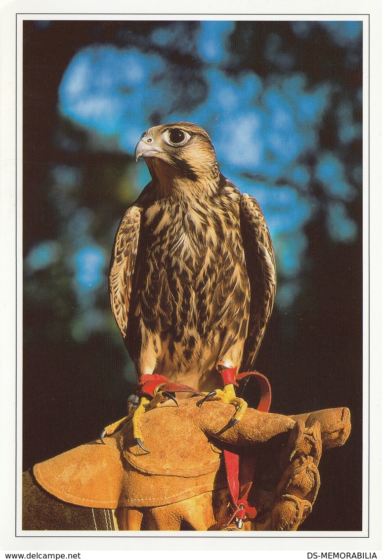 FALCON FALCONRY DUBRAVA CROATIA - Uccelli