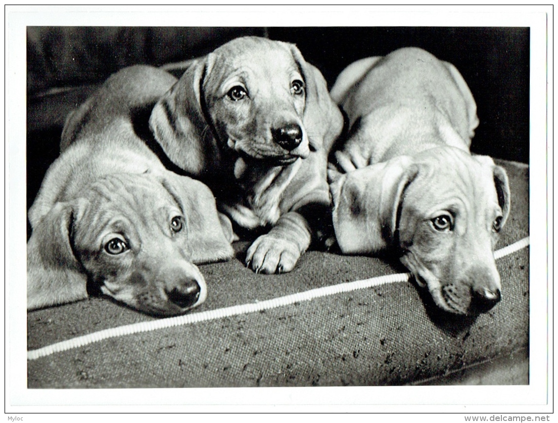 Photo Presse. 3 Chiens. Teckels. Foto Philips. - Altri & Non Classificati