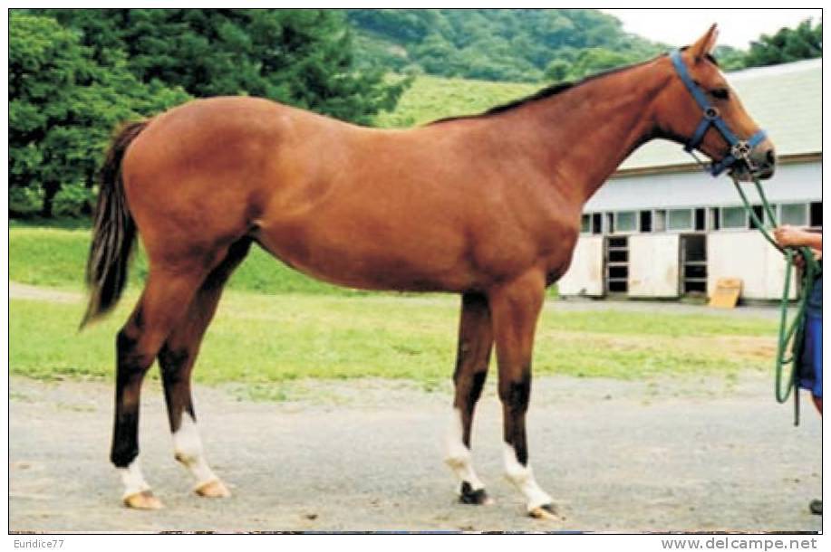 Horses Breeds - Karabakh Postcard Collector - Caballos