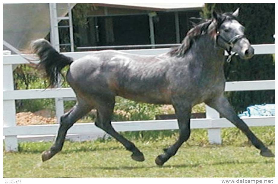 Horses Breeds - Irish Hunter Postcard Collector - Caballos