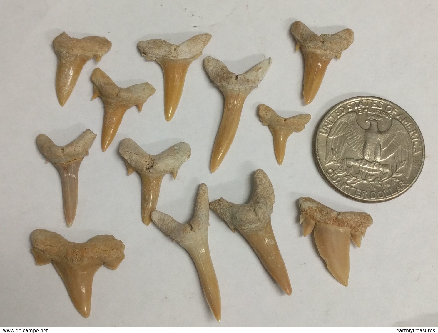 Collection Of Fossil SHARK TEETH From Morocco (#K897) - Fossiles