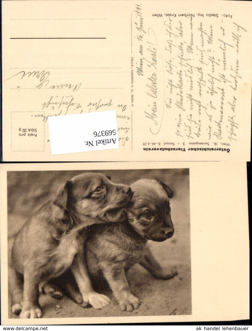 569376,Hunde Hund Pub Tierschutzverein - Cani