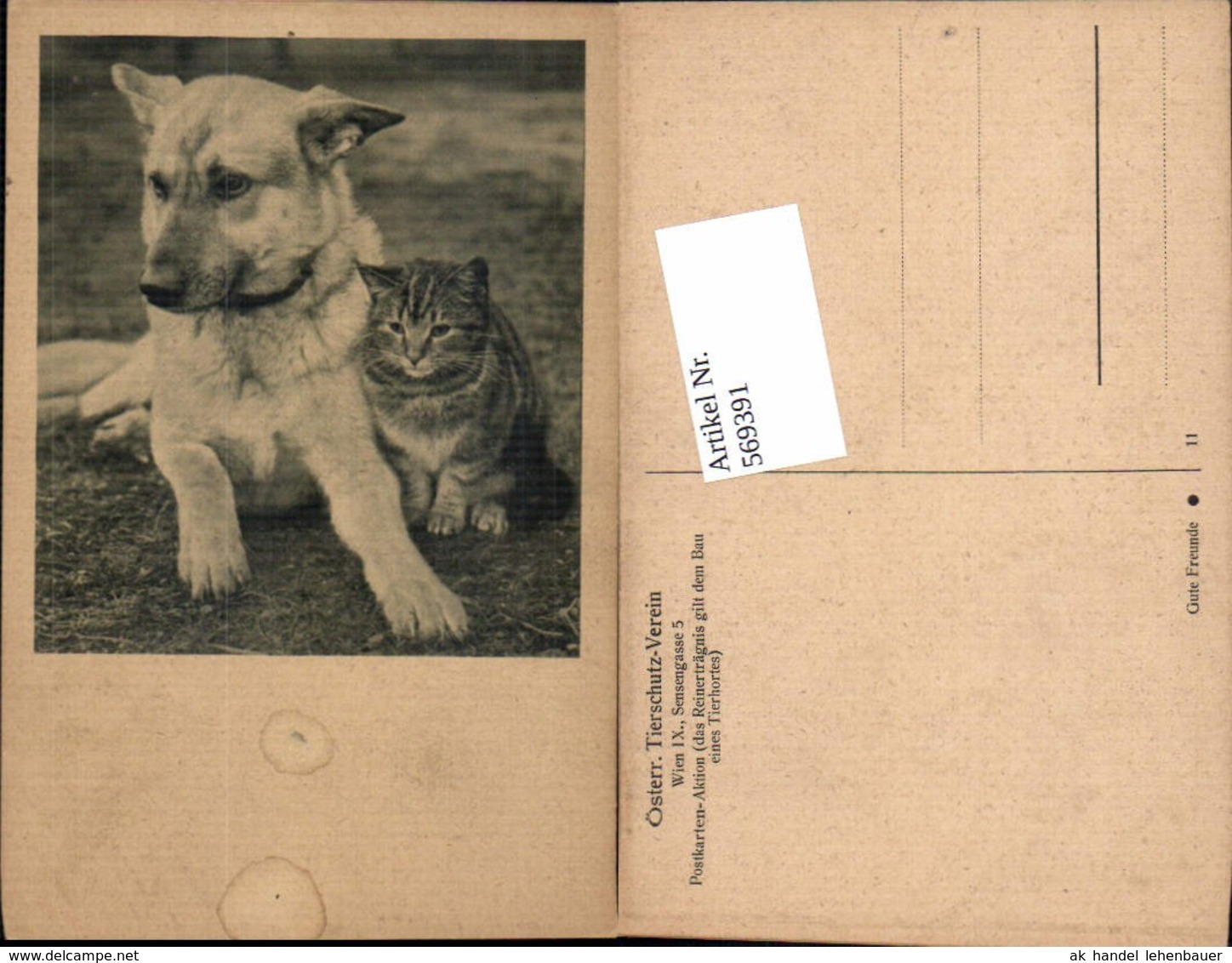 569391,Hund Und Katze  &Ouml;sterreichische Tierschutzverein - Perros