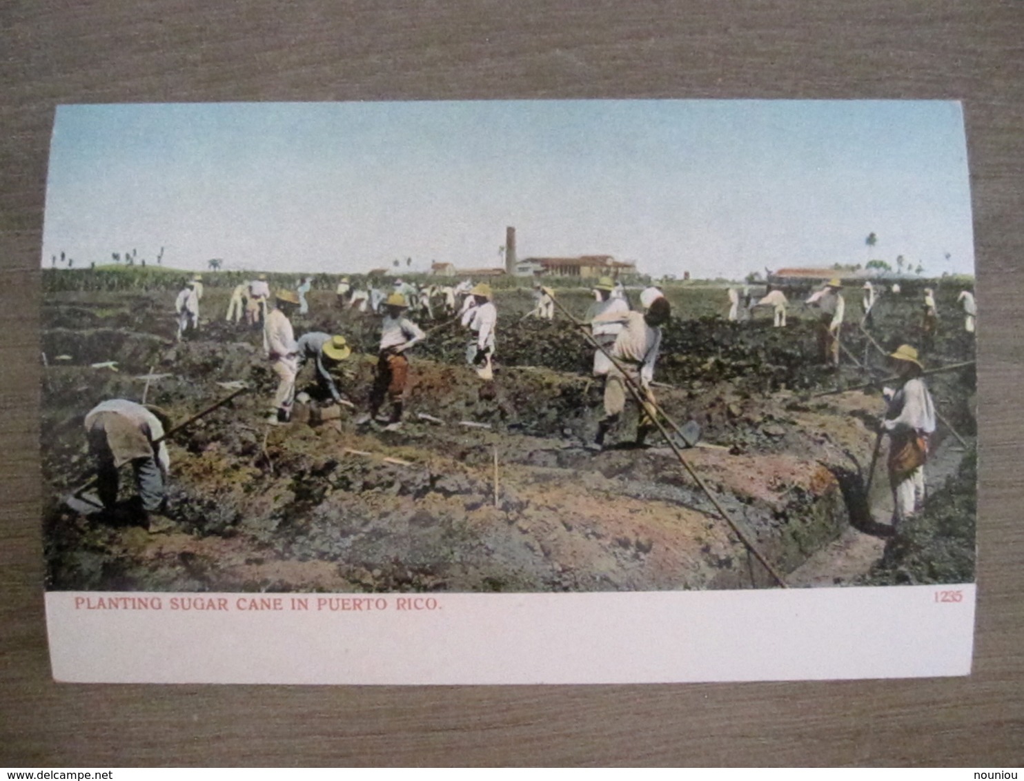 Tarjeta Postal - Postcard - Planting Sugar Cane In Puerto Rico - 1235 - Porto Puerto Rico - Antilles - Puerto Rico