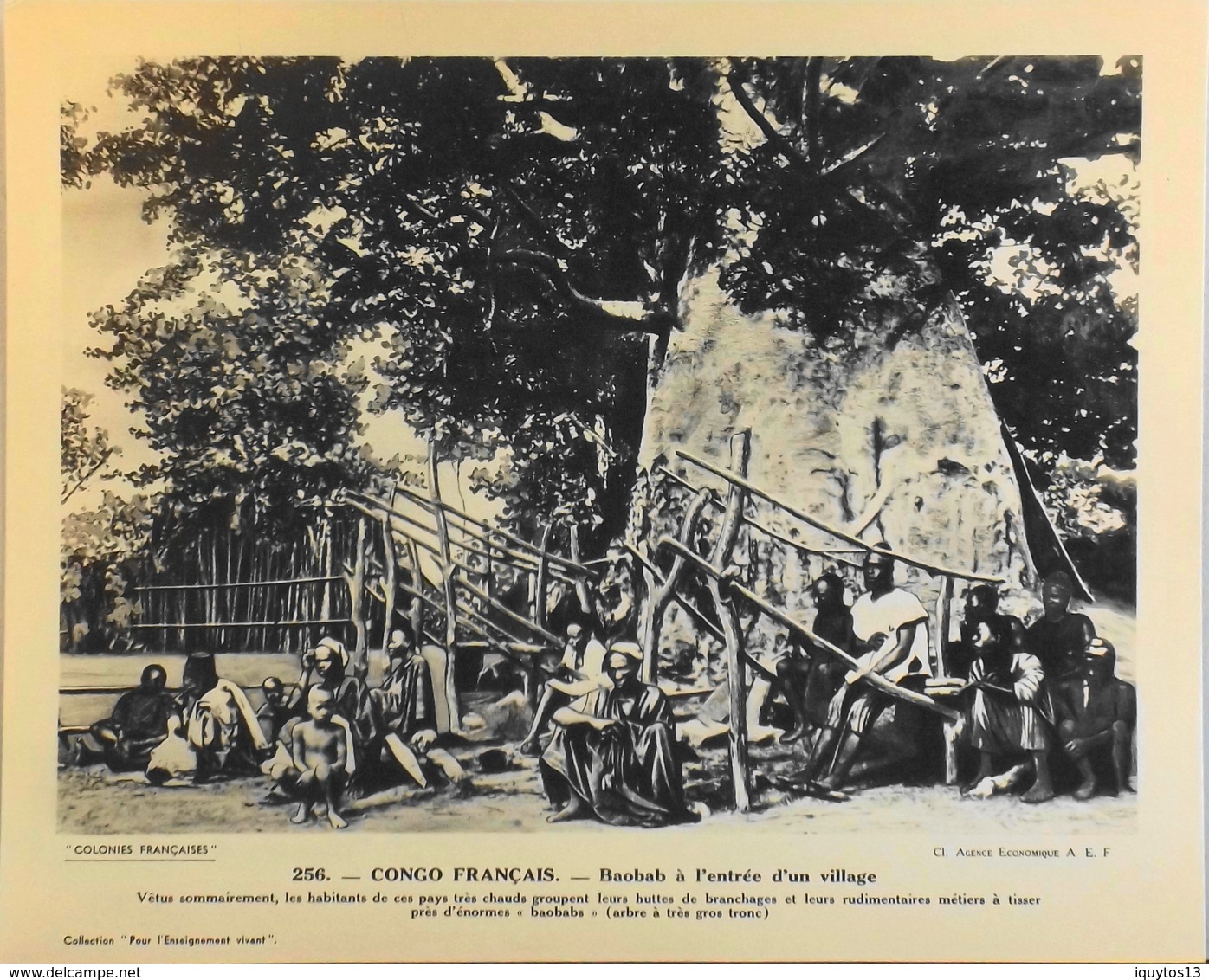 CONGO FRANC - N°256 Baobab à L'Entrée D'un Village - Collection "Pour L'Enseignement Vivant" - Colonies Françaises - TBE - Collections