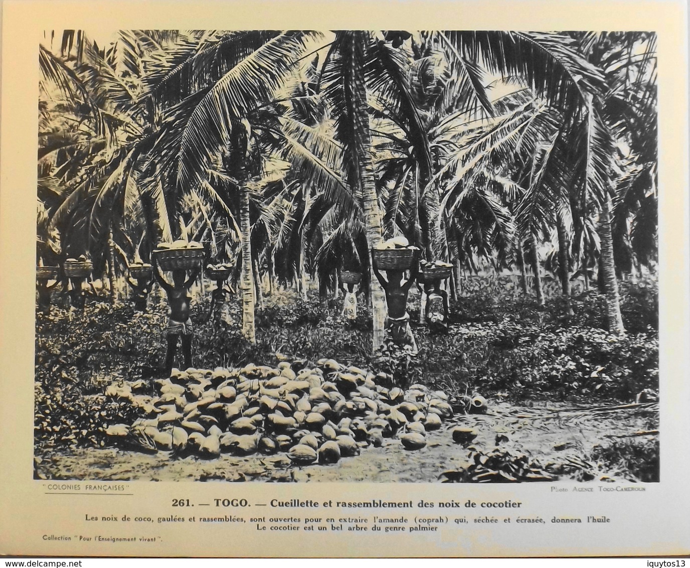 TOGO - N°261 Cueillette Et Rassembl. Des Noix De C - Collection "Pour L'Enseignement Vivant" - Colonies Françaises - TBE - Collections