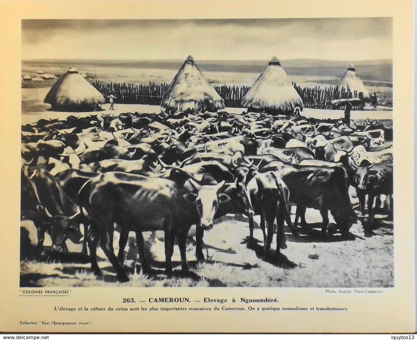 CAMEROUN - N°263 Elevage à NGAOUNDERE - Collection "Pour L'Enseignement Vivant" - Colonies Françaises - TBE - Collections