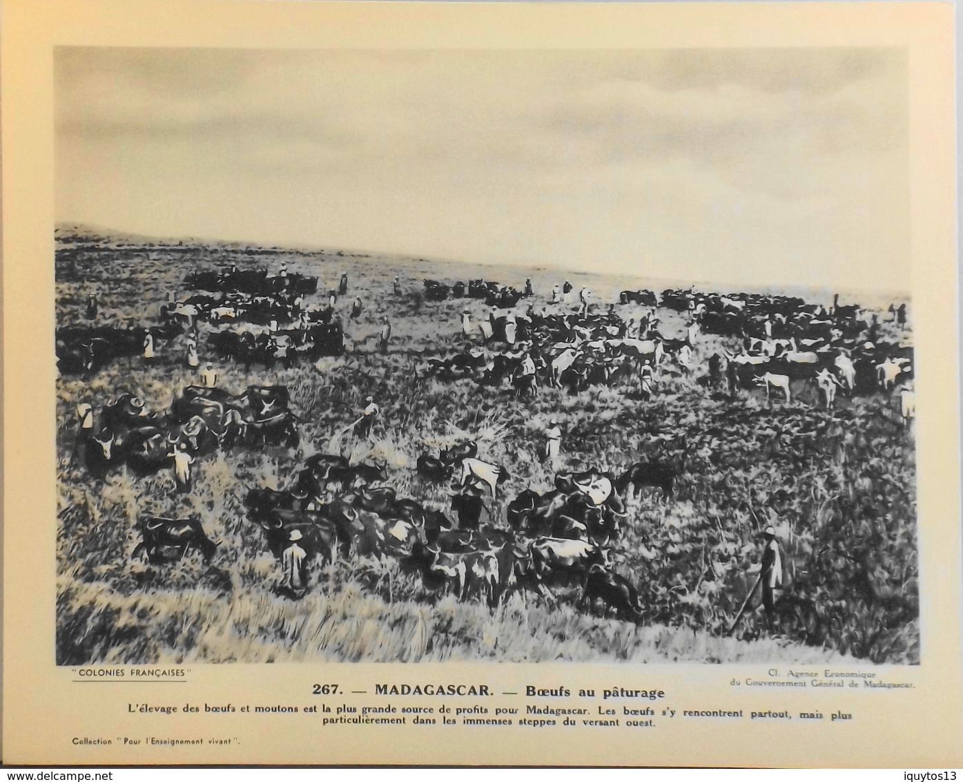 MADAGASCAR - N°267 Boeufs Au Paturage - Collection "Pour L'Enseignement Vivant" - Colonies Françaises - TBE - Collections