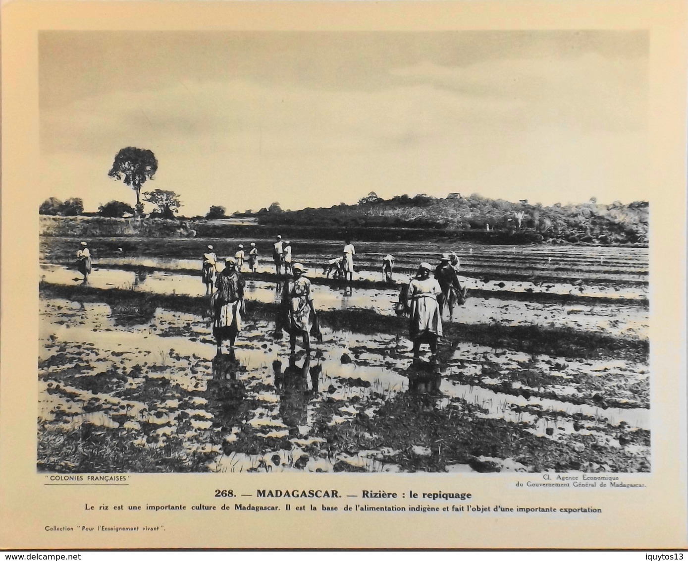 MADAGASCAR - N°268 Le Repiquage Du Riz - Collection "Pour L'Enseignement Vivant" - Colonies Françaises - TBE - Collections