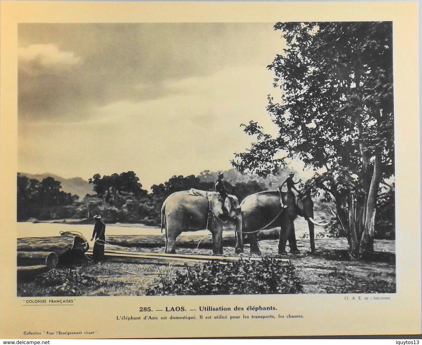 LAOS - N°285 - Utilisation Des Eléphants - Collection "Pour L'Enseignement Vivant" - Colonies Françaises - TBE - Collections