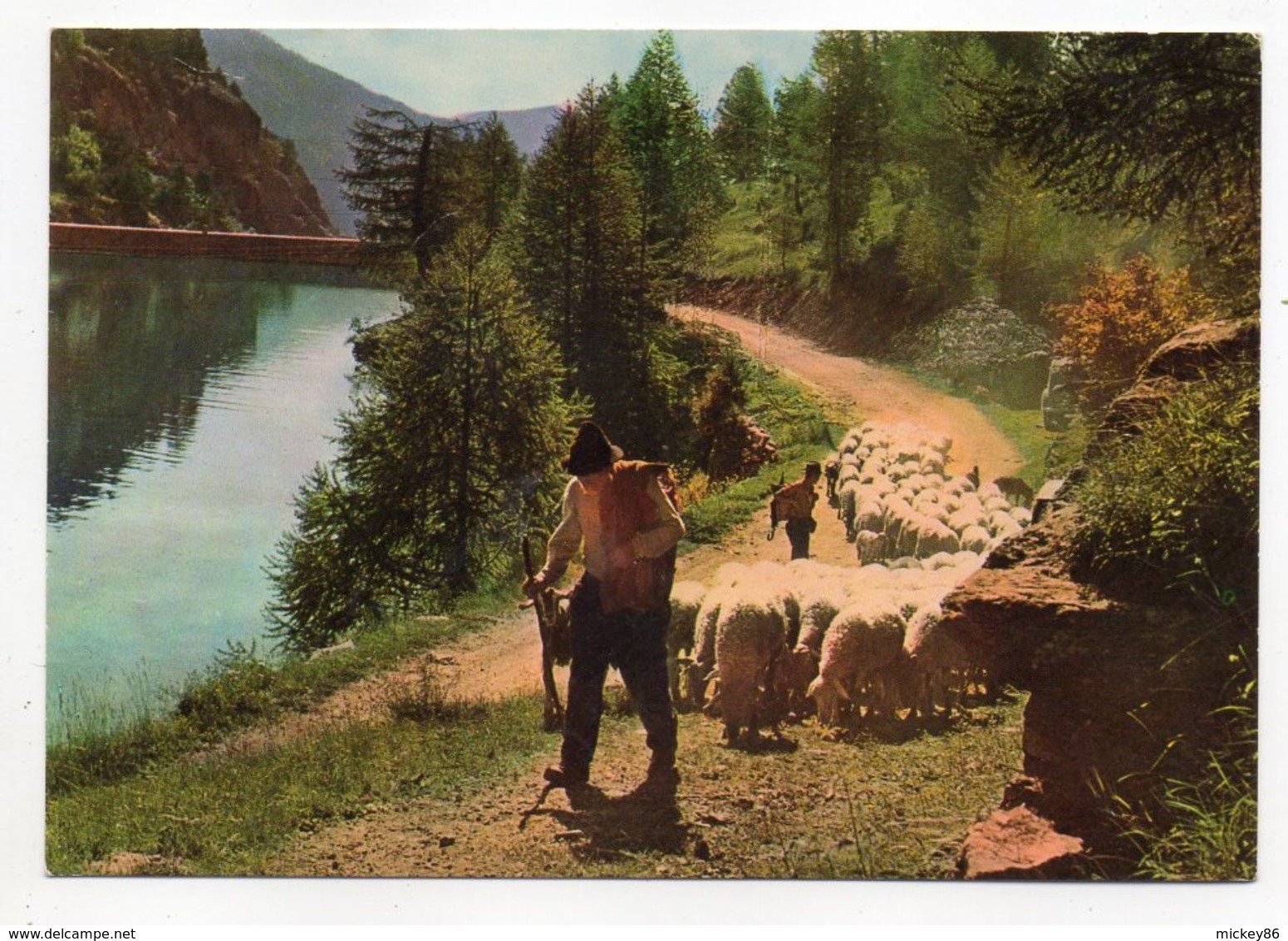 Agriculture--élevage--Images De Provence --Transhumance ( Berger Et Troupeau De Moutons ) - Elevage