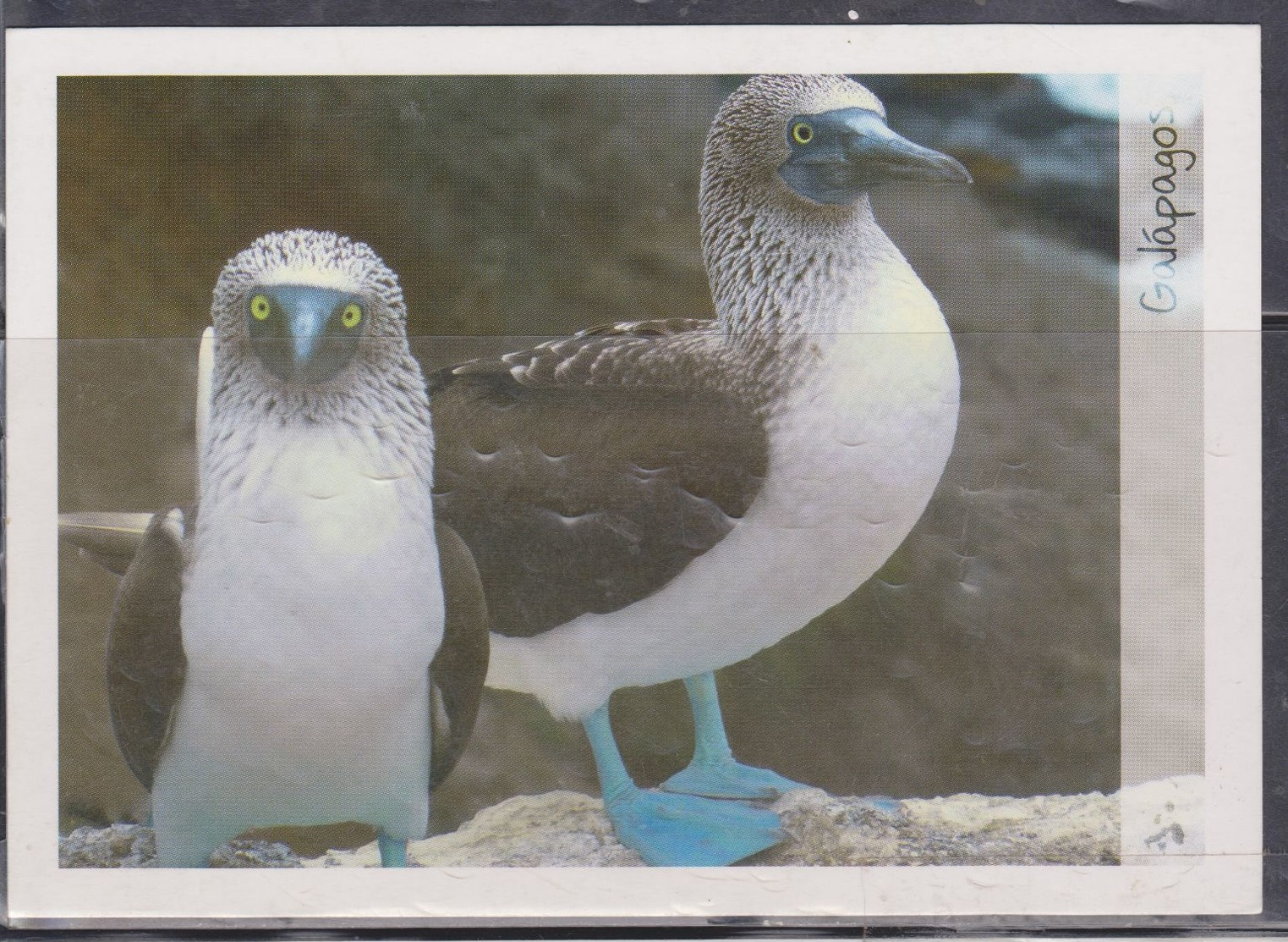 ECUADOR 2012 POSTAL STATIONARY GALAPAGOS ISLANDS PIQUERO BLUE LEGS - Ecuador