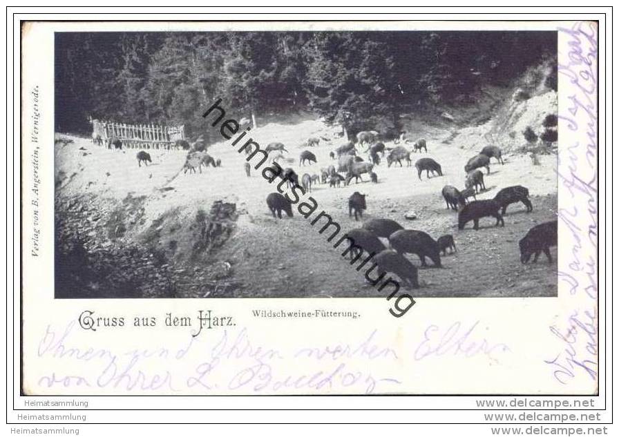 Gruss Aus Dem Harz - Wildschweine - Fütterung - Schierke