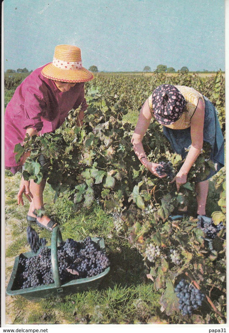 VENDANGES à RABASTENS - Rabastens