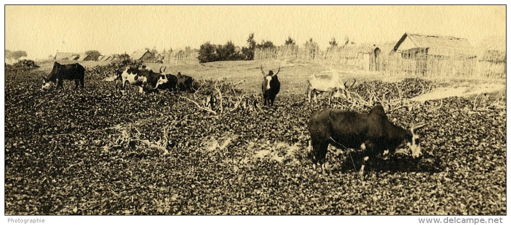 Vue Poétique De Madagascar Panorama Betail Vaches Manakara Ancienne Photo 1937 - Africa