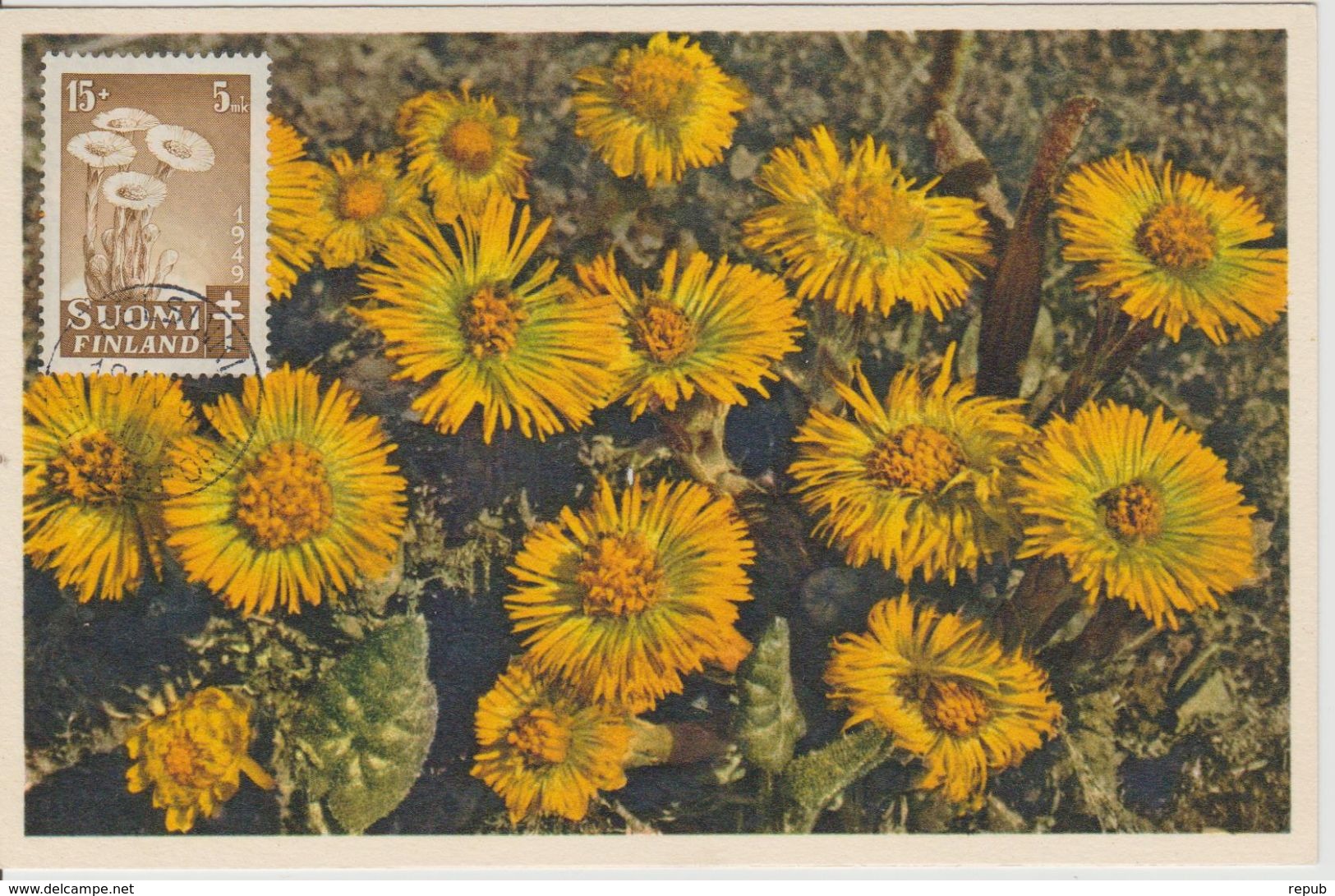 Carte Maximum Fleurs 1949 Tussilage 351 - Cartes-maximum (CM)