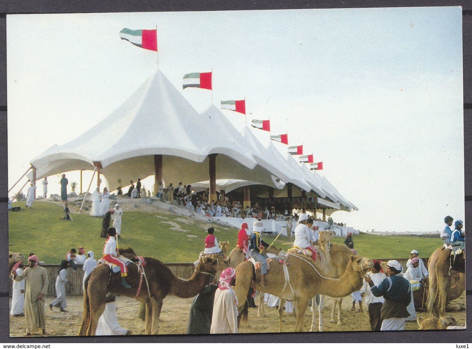 UAR ,  CAMEL  RACING  , OLD OSTCARD - United Arab Emirates
