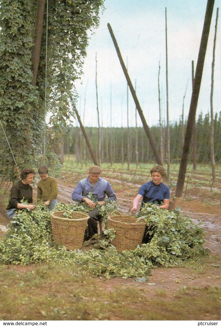 ASSE HOPOOGST CUEILLETTE DU HOUBLON - Asse