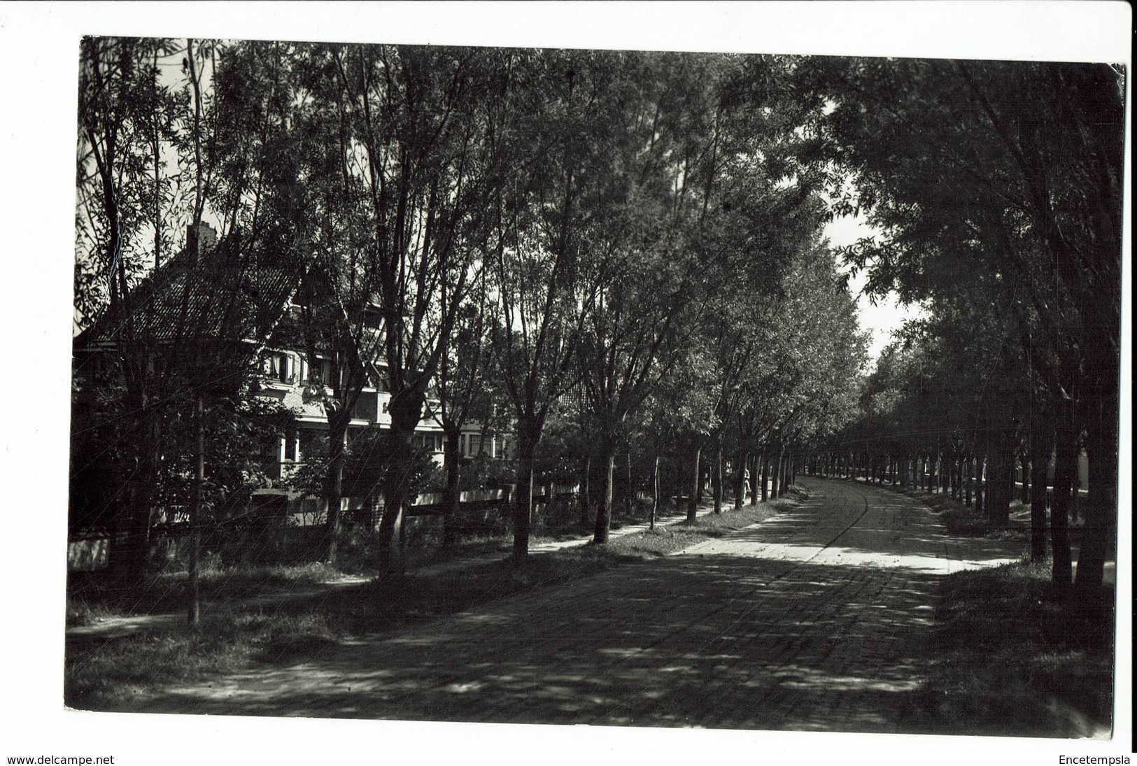 Carte Postale - Belgique -  Knokke - Avenue Pittoresque -1953 - S1270 - Knokke