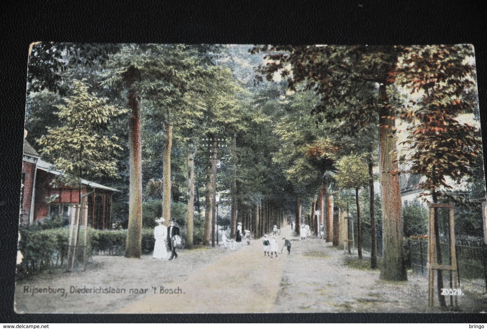 674- Rijsenburg, Diederichslaan Naar 't Bosch - 1909 - Driebergen – Rijsenburg