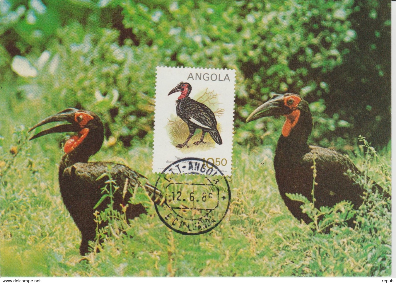 Carte Maximum 1984 Oiseaux Bucorvos 689A - Angola